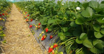 Fragole e mirtilli bio. Le valutazioni e le iniziative di Canova