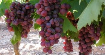 Frutta estiva e uva bio. Una campagna tra luci e ombre