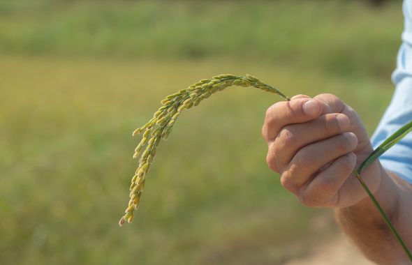 Siccità, a rischio le colture di riso bio