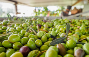 L’Italia è la principale destinazione per l’olio d’oliva biologico tunisino