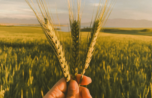 La Fondazione Seminare il Futuro seleziona il primo seme biologico per un’agricoltura sostenibile