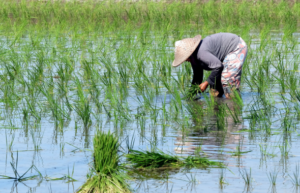 La rivoluzione del riso in Asia: sostenibilità e innovazione per affrontare le sfide climatiche