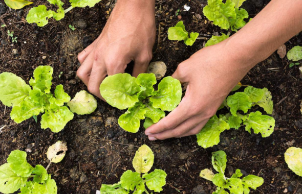 A Firenze nell’Ortobioattivo si producono super verdure grazie all’agricoltura rigenerativa