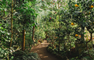 La Food Forest è la nuova frontiera del cibo biologico e della biodiversità