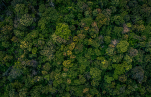 COP30 di Belém: la “COP della verità” tra assenze pesanti e urgenze climatiche