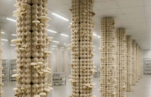 Dai cartoni delle uova… ai funghi? L’idea olandese che fa discutere su LinkedIn