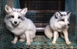 Un’Europa sempre più cruelty-free