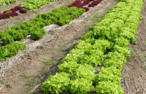 La start up nasce a scuola: un fondo inglese punta sulla bio-insalata dell’Istituto agrario “Cavallini”