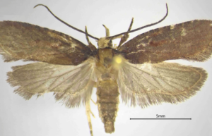 Una nuova falena scoperta in Calabria racconta il tesoro nascosto della biodiversità italiana