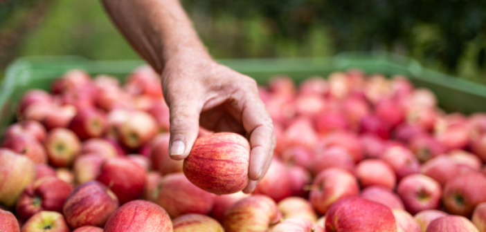 ​VOG bio_Gala_©ArminHuber_3