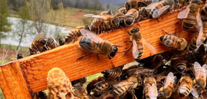 Giornata mondiale api