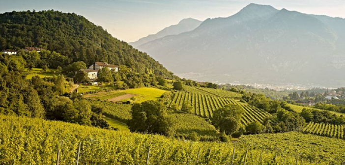 vino bio Trentino