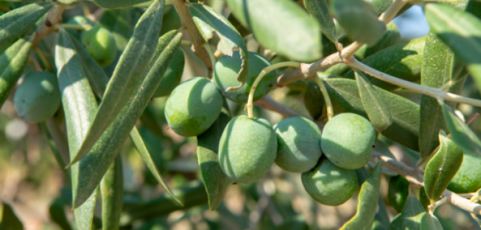 olivicoltura bio