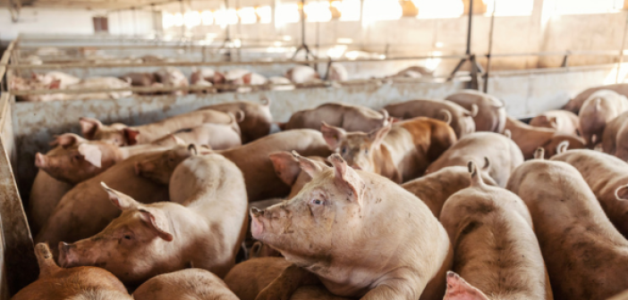 allevamento intensivo