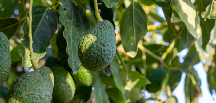 avocado
