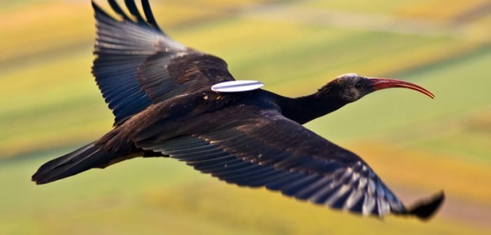 ibis-eremita.jpg