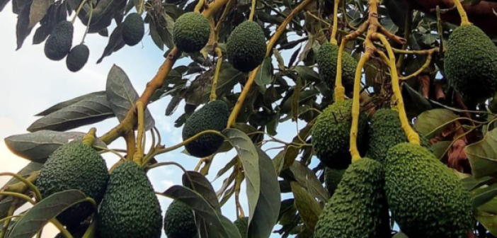 avocado bio sicilia