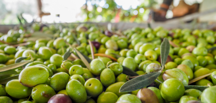 olio bio tunisia