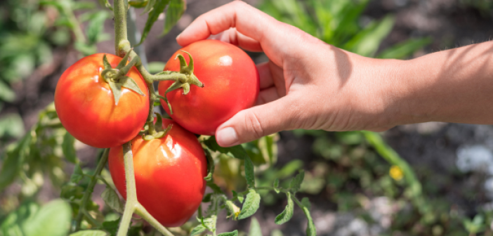 pomodori