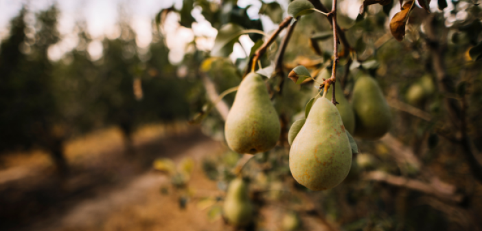 pere bio